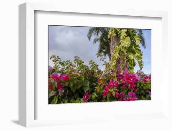 Bougainvillea Flora, Bavaro, Higuey, Punta Cana, Dominican Republic-Lisa S. Engelbrecht-Framed Photographic Print