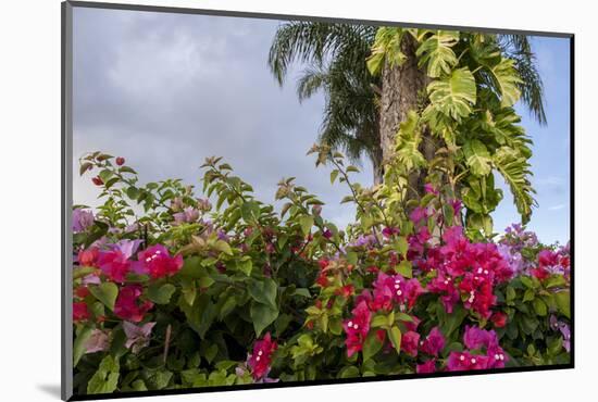 Bougainvillea Flora, Bavaro, Higuey, Punta Cana, Dominican Republic-Lisa S. Engelbrecht-Mounted Photographic Print