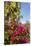 Bougainvillea Flora, Bavaro, Higuey, Punta Cana, Dominican Republic-Lisa S. Engelbrecht-Stretched Canvas