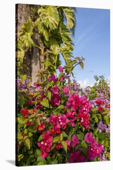 Bougainvillea Flora, Bavaro, Higuey, Punta Cana, Dominican Republic-Lisa S. Engelbrecht-Stretched Canvas