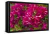 Bougainvillea Flowers, Bavaro, Higuey, Punta Cana, Dominican Republic-Lisa S. Engelbrecht-Framed Stretched Canvas