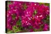 Bougainvillea Flowers, Bavaro, Higuey, Punta Cana, Dominican Republic-Lisa S. Engelbrecht-Stretched Canvas