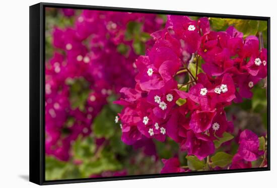 Bougainvillea Flowers, Bavaro, Higuey, Punta Cana, Dominican Republic-Lisa S. Engelbrecht-Framed Stretched Canvas