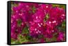 Bougainvillea Flowers, Bavaro, Higuey, Punta Cana, Dominican Republic-Lisa S. Engelbrecht-Framed Stretched Canvas