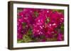 Bougainvillea Flowers, Bavaro, Higuey, Punta Cana, Dominican Republic-Lisa S. Engelbrecht-Framed Photographic Print