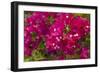 Bougainvillea Flowers, Bavaro, Higuey, Punta Cana, Dominican Republic-Lisa S. Engelbrecht-Framed Photographic Print