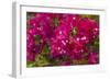 Bougainvillea Flowers, Bavaro, Higuey, Punta Cana, Dominican Republic-Lisa S. Engelbrecht-Framed Photographic Print