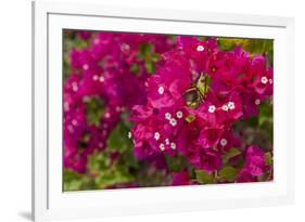 Bougainvillea Flowers, Bavaro, Higuey, Punta Cana, Dominican Republic-Lisa S. Engelbrecht-Framed Photographic Print