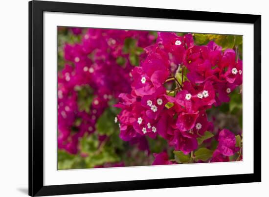 Bougainvillea Flowers, Bavaro, Higuey, Punta Cana, Dominican Republic-Lisa S. Engelbrecht-Framed Photographic Print