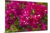 Bougainvillea Flowers, Bavaro, Higuey, Punta Cana, Dominican Republic-Lisa S. Engelbrecht-Mounted Photographic Print