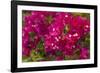 Bougainvillea Flowers, Bavaro, Higuey, Punta Cana, Dominican Republic-Lisa S. Engelbrecht-Framed Photographic Print