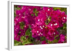 Bougainvillea Flowers, Bavaro, Higuey, Punta Cana, Dominican Republic-Lisa S. Engelbrecht-Framed Photographic Print