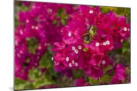 Bougainvillea Flowers, Bavaro, Higuey, Punta Cana, Dominican Republic-Lisa S. Engelbrecht-Mounted Photographic Print