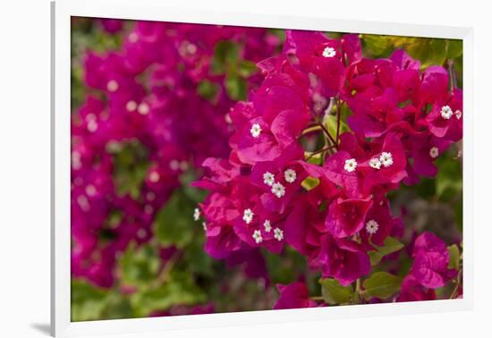 Bougainvillea Flowers, Bavaro, Higuey, Punta Cana, Dominican Republic-Lisa S. Engelbrecht-Framed Photographic Print