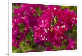 Bougainvillea Flowers, Bavaro, Higuey, Punta Cana, Dominican Republic-Lisa S. Engelbrecht-Framed Photographic Print