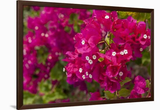 Bougainvillea Flowers, Bavaro, Higuey, Punta Cana, Dominican Republic-Lisa S. Engelbrecht-Framed Photographic Print