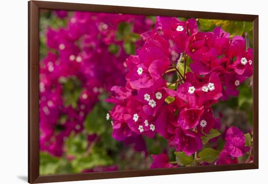 Bougainvillea Flowers, Bavaro, Higuey, Punta Cana, Dominican Republic-Lisa S. Engelbrecht-Framed Photographic Print