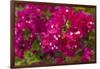 Bougainvillea Flowers, Bavaro, Higuey, Punta Cana, Dominican Republic-Lisa S. Engelbrecht-Framed Photographic Print