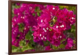 Bougainvillea Flowers, Bavaro, Higuey, Punta Cana, Dominican Republic-Lisa S. Engelbrecht-Framed Photographic Print