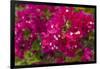 Bougainvillea Flowers, Bavaro, Higuey, Punta Cana, Dominican Republic-Lisa S. Engelbrecht-Framed Photographic Print