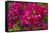 Bougainvillea Flowers, Bavaro, Higuey, Punta Cana, Dominican Republic-Lisa S. Engelbrecht-Framed Stretched Canvas