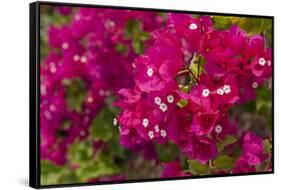 Bougainvillea Flowers, Bavaro, Higuey, Punta Cana, Dominican Republic-Lisa S. Engelbrecht-Framed Stretched Canvas