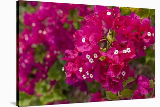 Bougainvillea Flowers, Bavaro, Higuey, Punta Cana, Dominican Republic-Lisa S. Engelbrecht-Stretched Canvas