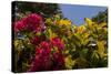 Bougainvillea Flowers, Bavaro, Higuey, Punta Cana, Dominican Republic-Lisa S. Engelbrecht-Stretched Canvas