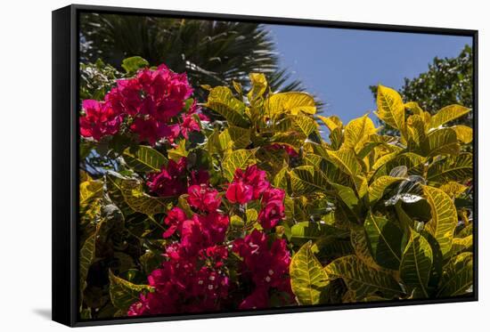 Bougainvillea Flowers, Bavaro, Higuey, Punta Cana, Dominican Republic-Lisa S. Engelbrecht-Framed Stretched Canvas