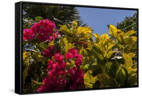 Bougainvillea Flowers, Bavaro, Higuey, Punta Cana, Dominican Republic-Lisa S. Engelbrecht-Framed Stretched Canvas