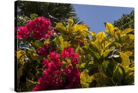 Bougainvillea Flowers, Bavaro, Higuey, Punta Cana, Dominican Republic-Lisa S. Engelbrecht-Stretched Canvas