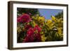 Bougainvillea Flowers, Bavaro, Higuey, Punta Cana, Dominican Republic-Lisa S. Engelbrecht-Framed Photographic Print