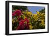Bougainvillea Flowers, Bavaro, Higuey, Punta Cana, Dominican Republic-Lisa S. Engelbrecht-Framed Photographic Print