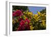 Bougainvillea Flowers, Bavaro, Higuey, Punta Cana, Dominican Republic-Lisa S. Engelbrecht-Framed Photographic Print