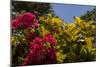 Bougainvillea Flowers, Bavaro, Higuey, Punta Cana, Dominican Republic-Lisa S. Engelbrecht-Mounted Photographic Print