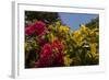 Bougainvillea Flowers, Bavaro, Higuey, Punta Cana, Dominican Republic-Lisa S. Engelbrecht-Framed Photographic Print