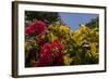 Bougainvillea Flowers, Bavaro, Higuey, Punta Cana, Dominican Republic-Lisa S. Engelbrecht-Framed Photographic Print