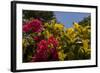 Bougainvillea Flowers, Bavaro, Higuey, Punta Cana, Dominican Republic-Lisa S. Engelbrecht-Framed Photographic Print