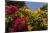 Bougainvillea Flowers, Bavaro, Higuey, Punta Cana, Dominican Republic-Lisa S. Engelbrecht-Mounted Photographic Print
