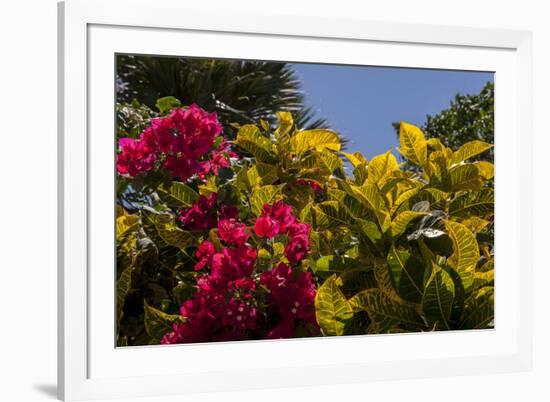 Bougainvillea Flowers, Bavaro, Higuey, Punta Cana, Dominican Republic-Lisa S. Engelbrecht-Framed Photographic Print