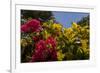 Bougainvillea Flowers, Bavaro, Higuey, Punta Cana, Dominican Republic-Lisa S. Engelbrecht-Framed Photographic Print