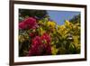 Bougainvillea Flowers, Bavaro, Higuey, Punta Cana, Dominican Republic-Lisa S. Engelbrecht-Framed Photographic Print