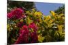 Bougainvillea Flowers, Bavaro, Higuey, Punta Cana, Dominican Republic-Lisa S. Engelbrecht-Mounted Photographic Print