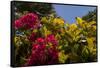 Bougainvillea Flowers, Bavaro, Higuey, Punta Cana, Dominican Republic-Lisa S. Engelbrecht-Framed Stretched Canvas