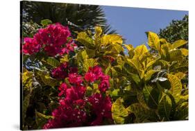 Bougainvillea Flowers, Bavaro, Higuey, Punta Cana, Dominican Republic-Lisa S. Engelbrecht-Stretched Canvas