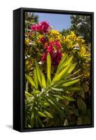 Bougainvillea Flowers, Bavaro, Higuey, Punta Cana, Dominican Republic-Lisa S. Engelbrecht-Framed Stretched Canvas