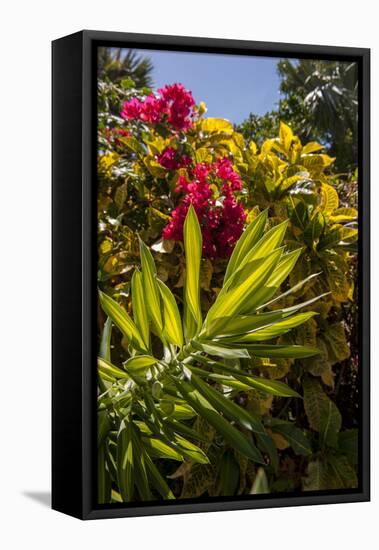 Bougainvillea Flowers, Bavaro, Higuey, Punta Cana, Dominican Republic-Lisa S. Engelbrecht-Framed Stretched Canvas