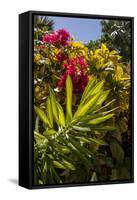 Bougainvillea Flowers, Bavaro, Higuey, Punta Cana, Dominican Republic-Lisa S. Engelbrecht-Framed Stretched Canvas