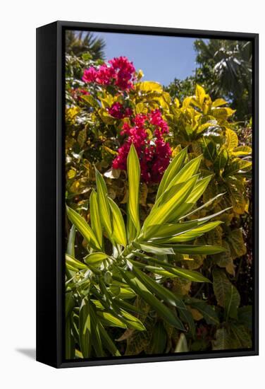 Bougainvillea Flowers, Bavaro, Higuey, Punta Cana, Dominican Republic-Lisa S. Engelbrecht-Framed Stretched Canvas