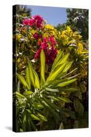 Bougainvillea Flowers, Bavaro, Higuey, Punta Cana, Dominican Republic-Lisa S. Engelbrecht-Stretched Canvas